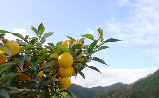 種無し柚子「多田錦」100％で作った手絞り柚子果汁を徳島県から直送でお届け。