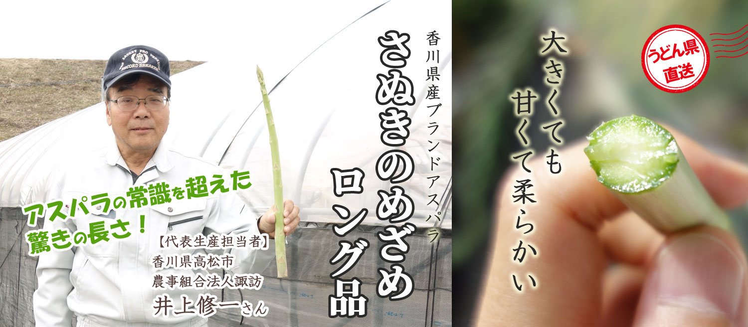 アスパラの常識を超えた、驚きの長さ。大きくても甘くて柔らかい！香川県産ブランドアスパラ「さぬきのめざめ」