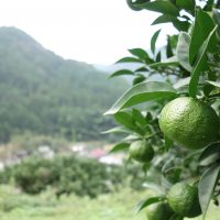無農薬の種なし柚子「多田錦」予約販売を開始しました