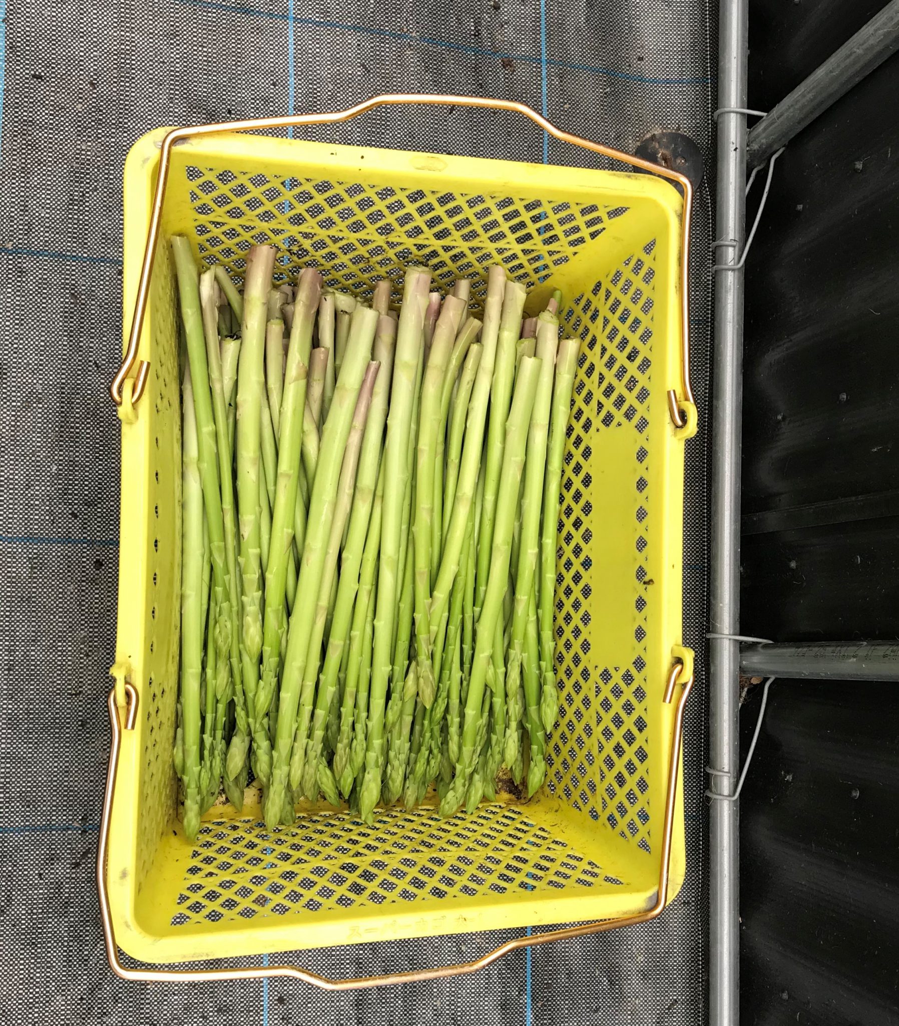 「さぬきのめざめ」本日より夏芽の出荷となります こだわり農家直送便